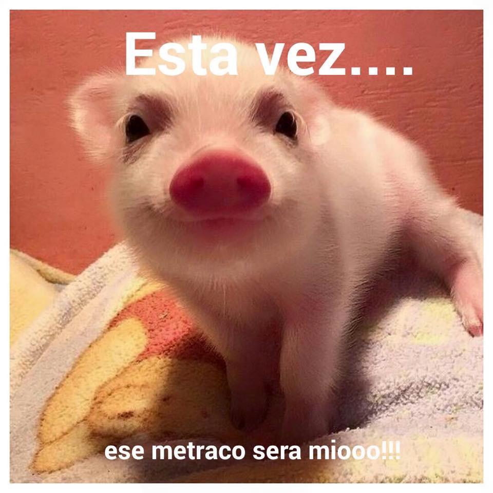 YA! Quieres ganar 1 METRO DE PIZZA GRATIS? participa! Síguenos y RT este twit . Cierre de sorteo a las 22:00 Suerte🍀