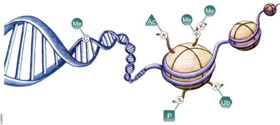 ZainabAlmutairi's tweet photo. #فوق_الوراثية #Epigenetics علم حديث يبحث في التغيرات التي تطرأ على الجينات وتؤثر في تعبيرها دون أن تغير من تركيبها http://t.co/er603DGyd1