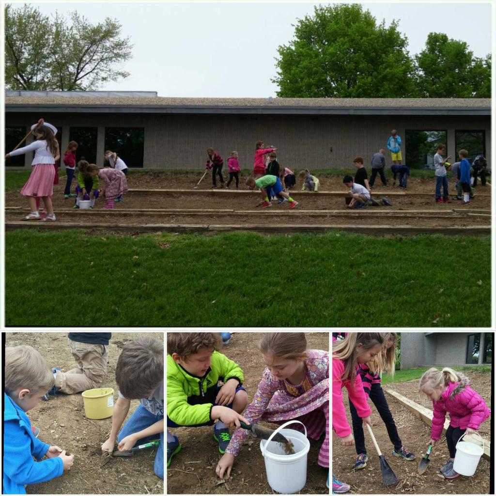 KCDLSScience's tweet image. Kindergarten and 3rd grade working together to dig up weeds and sticks for the butterfly garden! #gokcd