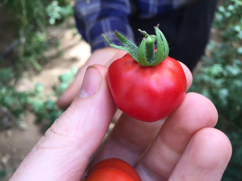 Sensational quality...some of the best grown tomatoes I've ever tried...only <a href="/Natoora/">Natoora</a> #natoorasourcing