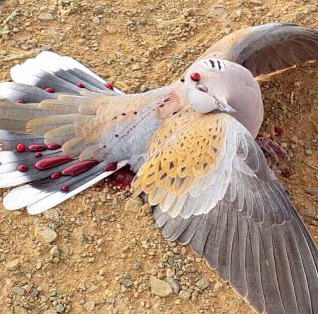 تراحيب المطيري  (@agebbdhgd) on Twitter photo 