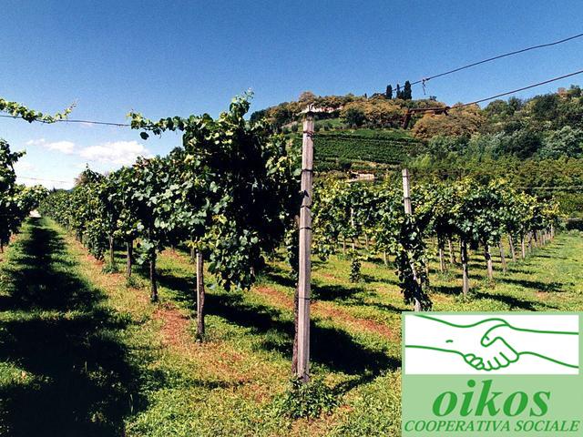 Domus_Bergamo's tweet photo. Oggi ore 19 in #Domus #Degustazione vini Valcalepio della cantina #Oikos + prodotti #RistoLab
http://t.co/7SI3rxX9FJ http://t.co/w1agUAcV27