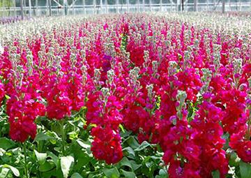 Florists! Want to join our #britishflowers mailing list? Visit goo.gl/3iDz2w to join! Order Flowers online!!