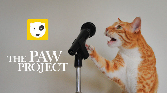 Fuzmo's tweet photo. @TheEllenShow We'd love your help in spreading this important petition against cat declawing!➡ http://t.co/a5aG8N4tQf http://t.co/sgUUf4MgGN