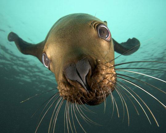 The Daily Pinniped tweet media