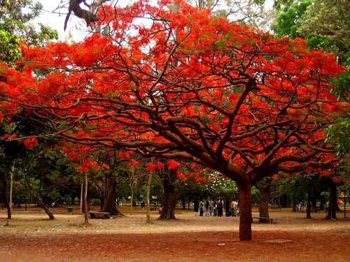 meghaaflowerbox's tweet photo. Let’s welcome the blossoming of #GulMohur, #Cassias, #Plumerias and #Jacarandas | http://t.co/2MJgNMwQcB | #MeghaArya http://t.co/45VTcbfUqi