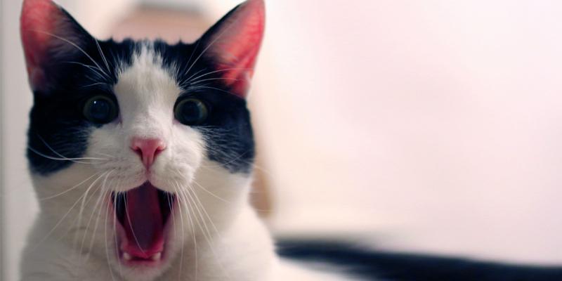 #teog sorularını görünce ben 🙀