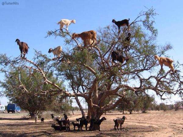 TuiterHits's tweet photo. Experimento:
¿Qué ocurre si mezclas Solán de Cabras y Red Bull? http://t.co/h0odgbr0Xs