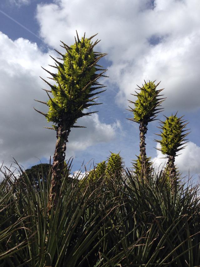 Now in the sunshine - amazing Puya (Chilensis?) flower heads in #QueenMaryGardens in #Falmouth.