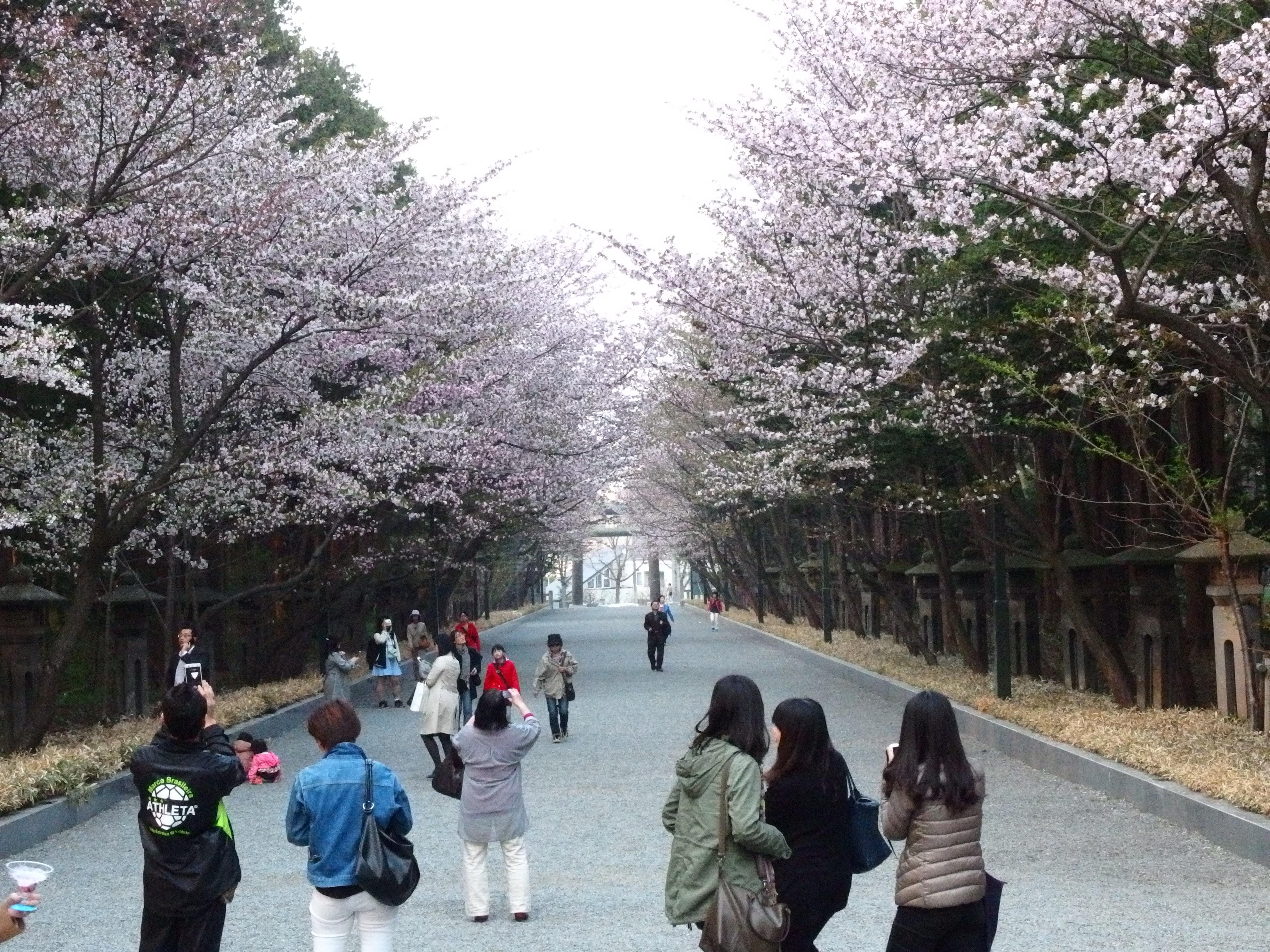 ゆう 札幌 円山公園 北海道神宮 北海道 桜 梅 Http T Co Vaupfswfr9 Twitter