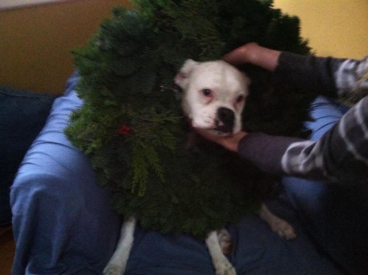 Ruby_The_Doggy's tweet photo. Remembering the good times with my family last Christmas #ThrowbackThursday #FamilyFirst http://t.co/tqVLq9ahfv