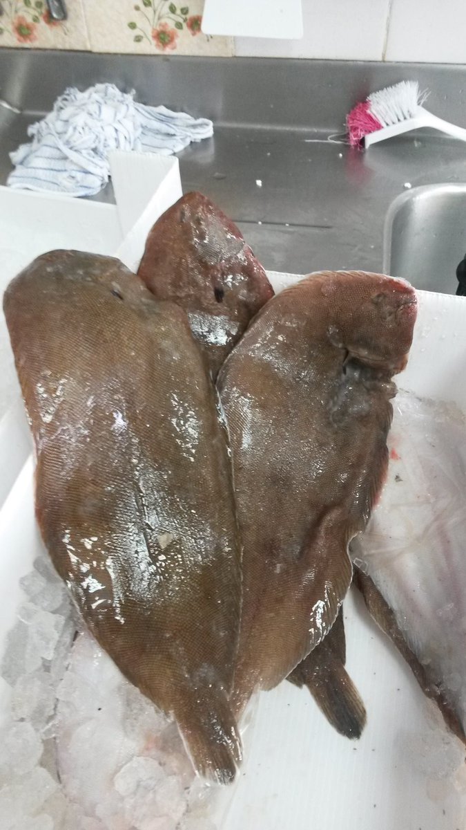 shrig48's tweet photo. straight from the boat to the window today john dory and dover soles http://t.co/Bz76MWVwrc