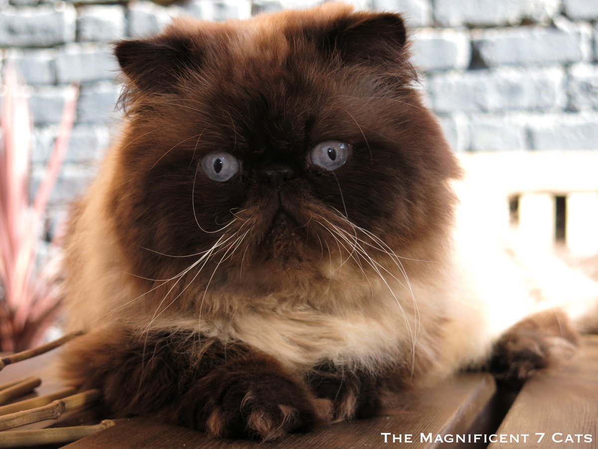 M7Cats's tweet image. @O2 Gutted we missed your casting. I'm sure you'd have loved our idiot boy, Tom! #O2HappyCat