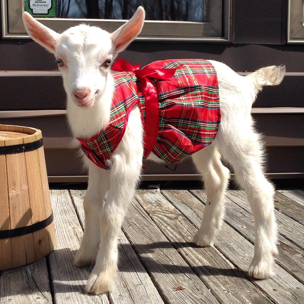 goatsofanarchy's tweet photo. @NextModels #goatmodel http://t.co/tN2Vv2ZQ7c