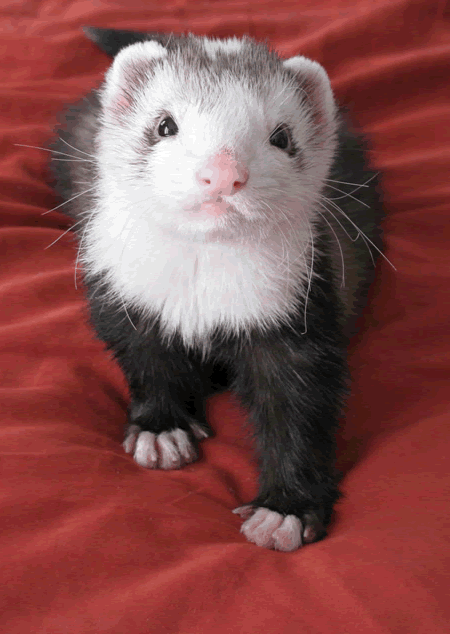 Passion4Ferrets's tweet photo. Lucky Ferret Pal w/website-> http://t.co/TAdVZrIxVv & pg -> https://t.co/wnpt96npuO (#DookOutLoud 4 @SnotfaceCritter) http://t.co/JPxksjeitx