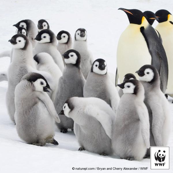 WWFnoticias's tweet photo. ¿Qué fuera del planeta sin estas increíbles criaturas? #FelizDiaDelNiño @DavidVegaMx @Dan_cr @YulianaEscobedo http://t.co/yQ0YmUytyV