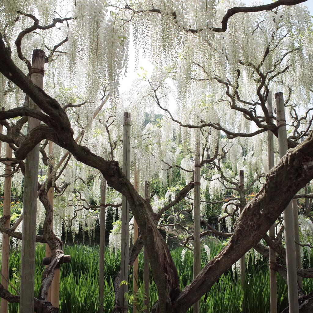 moonlightice's tweet photo. Japanese wisteria. Ashikaga flower park today 
足利フラワーパーク http://t.co/paVZ40Ma8K