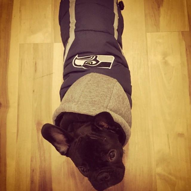 dillonthadude's tweet photo. #tbt When I got this awesome Seahawks jacket! #gohawks #throwbackthursday #frenchbulldog #… http://t.co/m6aGOOrn7v http://t.co/ZQ2OAccq9U