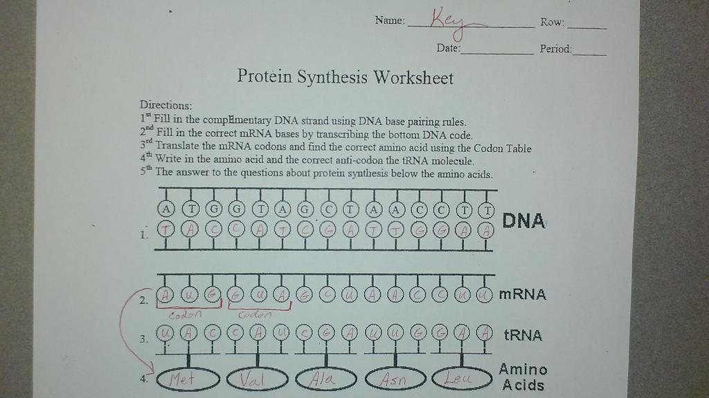 Dna and protein synthesis worksheet answers
