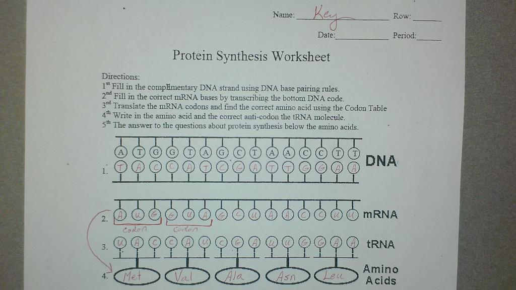 protein-synthesis-worksheet-answers