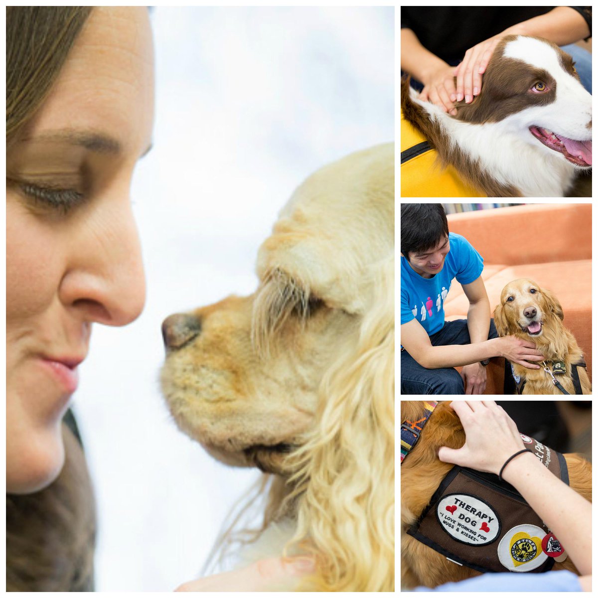 unthealth's tweet photo. Certified therapy dogs coming Friday to @unthsclibrary! #ThankPawsItsFriday http://t.co/EX4MQPJFJT http://t.co/xWiOeN1iSB