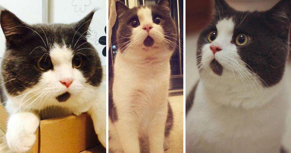 Cat's chin fur makes her look forever surprised: