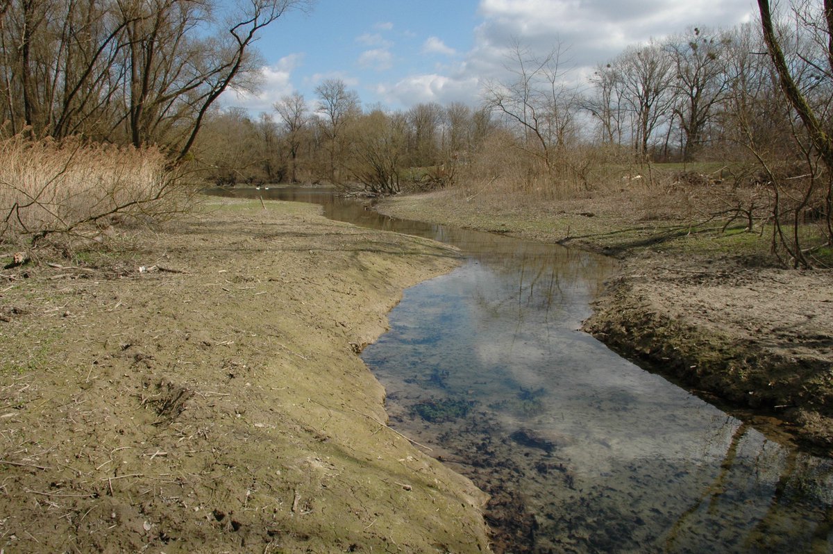 Neuer Verbindungsgraben zum Wintersdorfer Altrhein ist hergestellt.