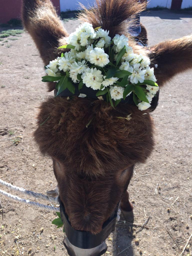 Lizabeth1610's tweet photo. Muy buen día en CN La Dehesa con el colegio Fray Claudio! Cada día más feliz con mi trabajo! 🌸🐇💐🐮🌿🐴🌺🌹🐷🐔 http://t.co/QbkCpaITnS