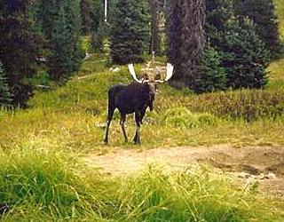 Good morning! If you are lucky enough to draw a moose tag let us help you find the perfect outfitter!