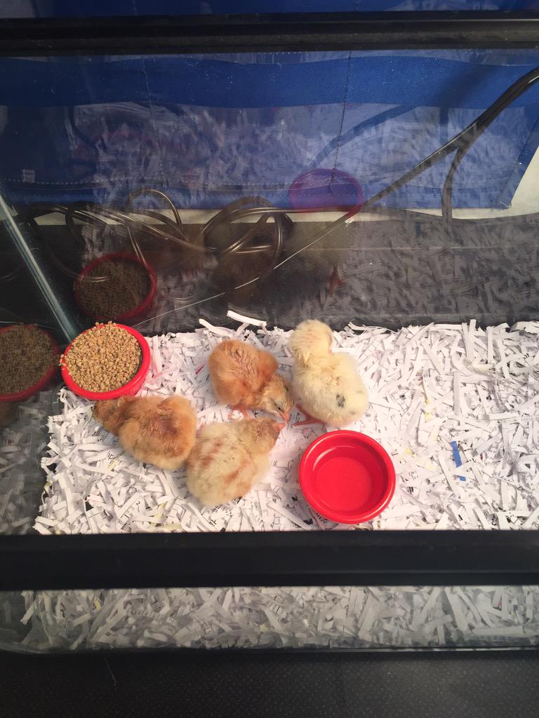 Baby chicks are hatching today in 1st grade!  #hfsoars