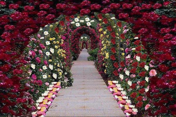 WestlinkBestlnk's tweet photo. The final suggestion to share today is the idea of creating a natural canopy for the Westlink... http://t.co/J77eX8MwNV