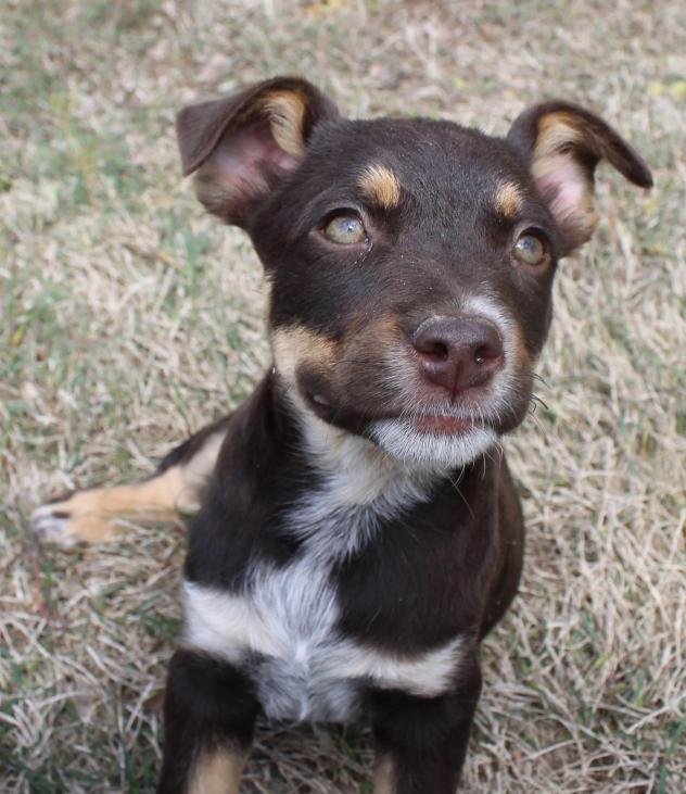 Sweet John is looking for his FurEver home with <a href="/LegacyGSDRescue/">Legacy GSD Rescue</a> 
petfinder.com/petdetail/3200…