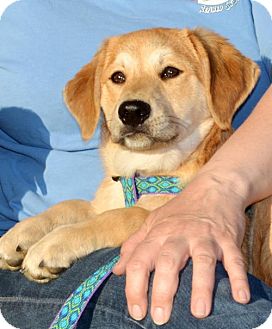 electmth's tweet image. Thinking about getting a pet? Check out @Dars_ORG online desotoanimalrescue.org