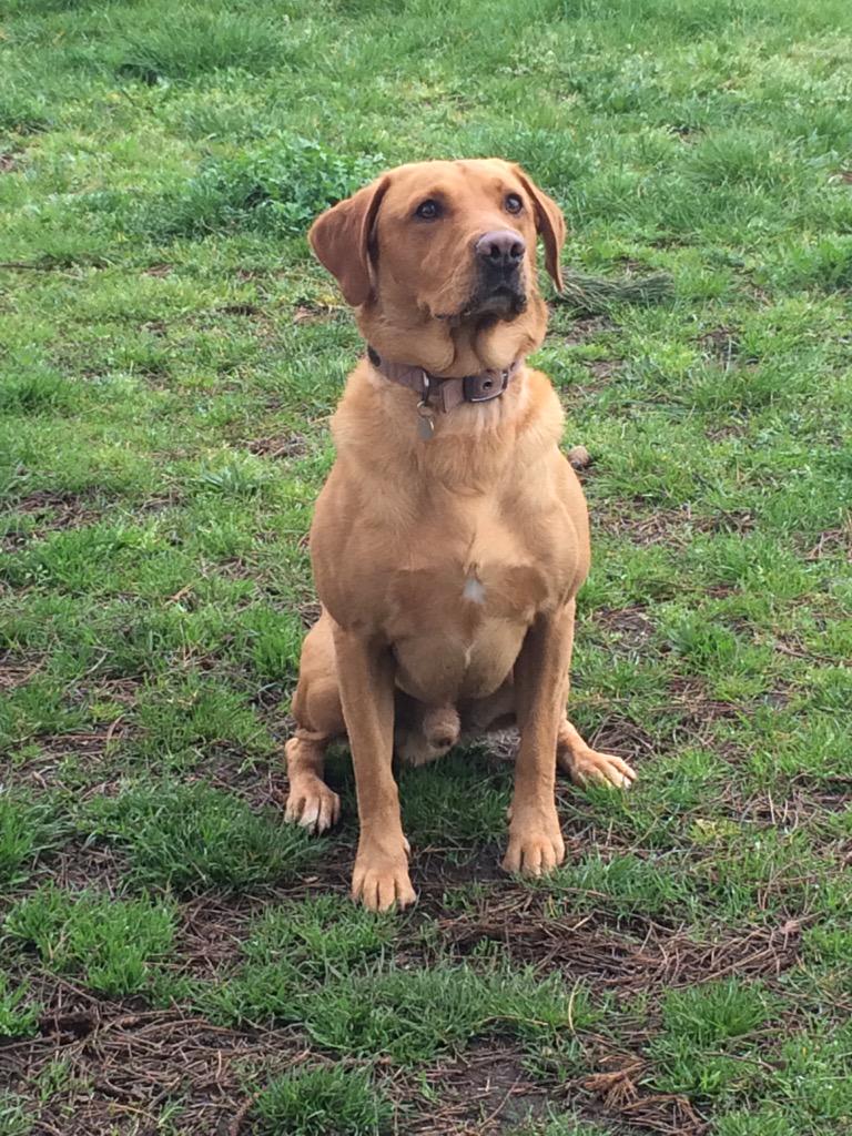 VISouthern's tweet image. Fox Red Labrador has gone MISSING in Meyrick Park Bmouth please help us find him #lostdog #dorset #bournemouth #rspca