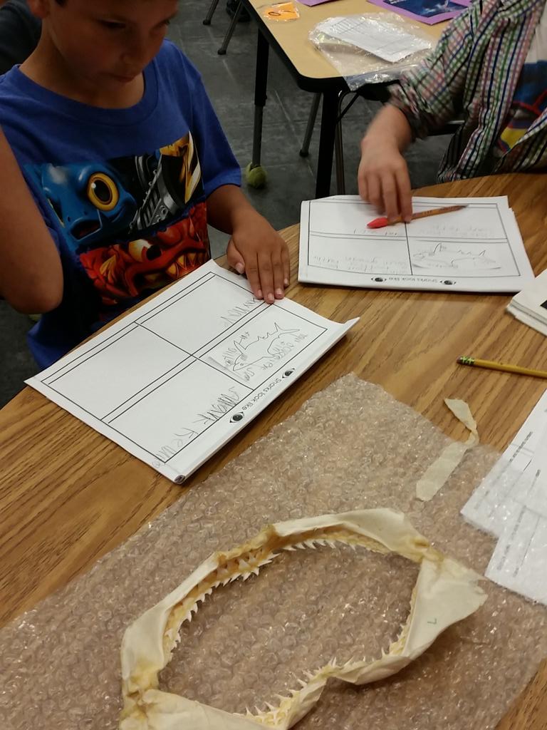 Researching with real objects! #sharkteeth  #dentonchat <a href="/hawkmavs/">Hawk Elementary </a>