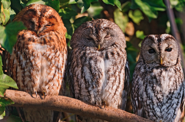 hootsuite's tweet photo. Attract and maintain an engaged social media audience by using the "Rule of Thirds" http://t.co/1SkC45mfWX http://t.co/r03v5QnxLC