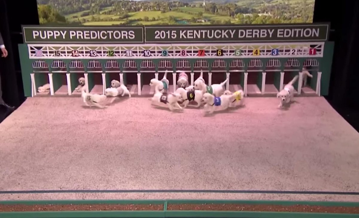 BleacherReport's tweet photo. VIDEO: Jimmy Fallon predicts the #KentuckyDerby winner with puppies http://t.co/QdTk0DWCx2 http://t.co/EknThsjjrY