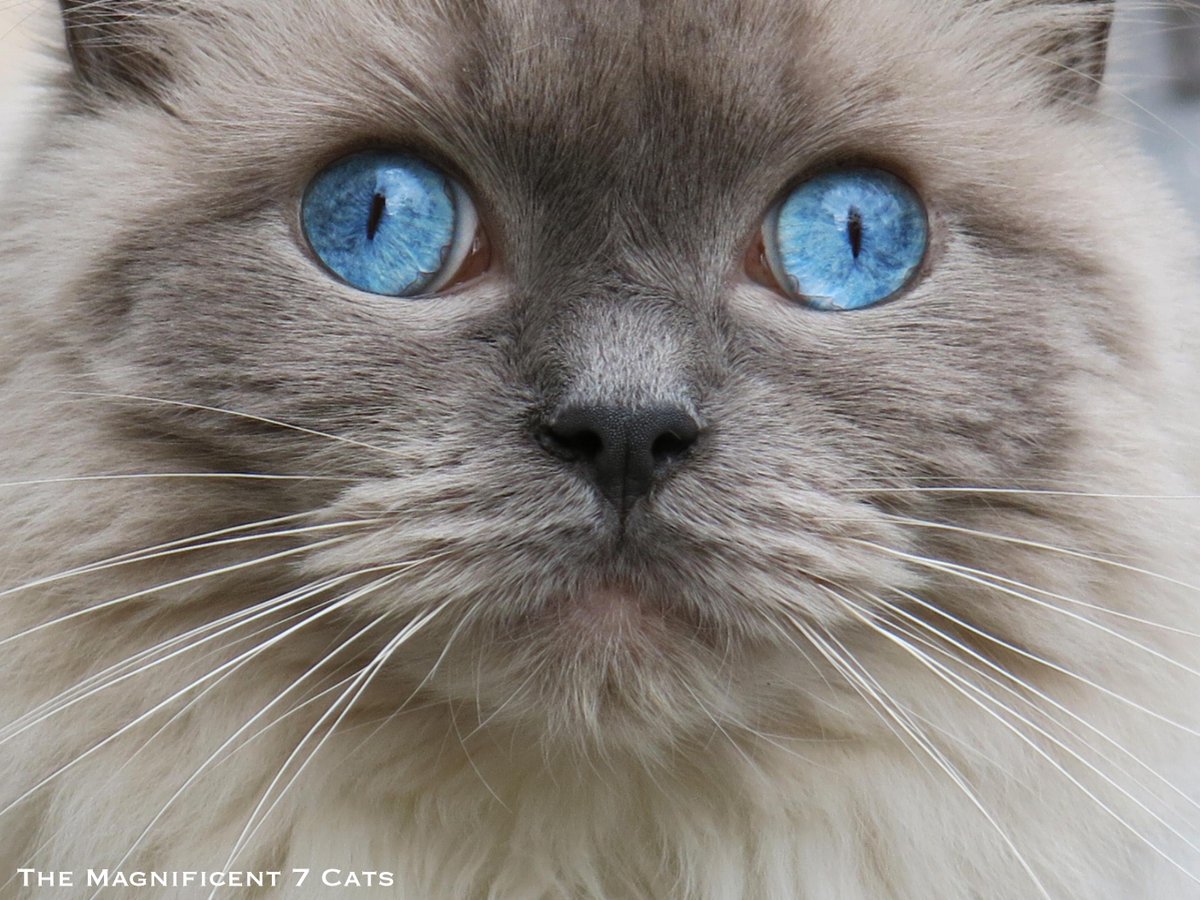 Steezcheez's tweet image. @O2 Gutted we missed your promotion! Love from @M7Cats #O2HappyCat