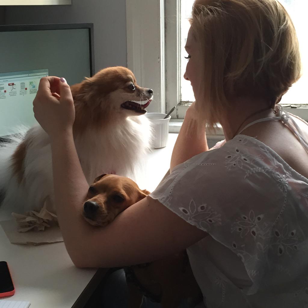 WASAStudio's tweet image. We have visitors today! Our Marketing Director, @stephanndan, and the dynamic duo, Penny and Cooper #dogsoftwitter