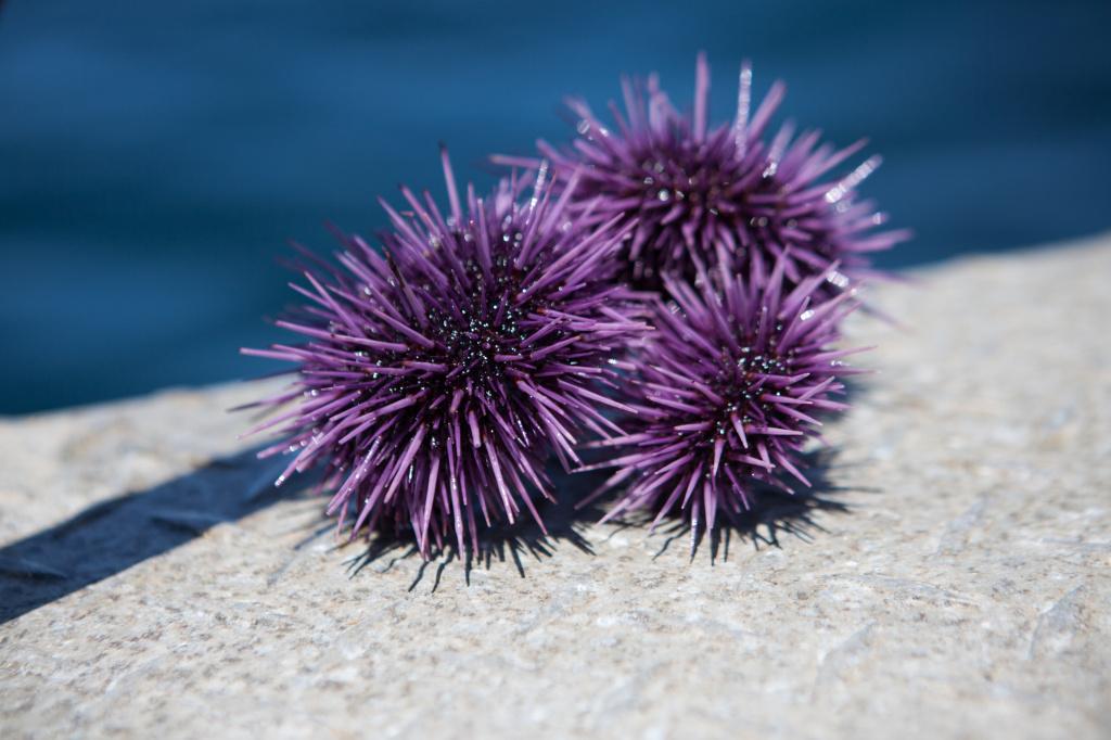 LivingOceansFdn's tweet photo. Study finds sea urchins work overtime to cope with rising ocean acidity http://t.co/9o81tjewD2 http://t.co/zLhVDMiJOX