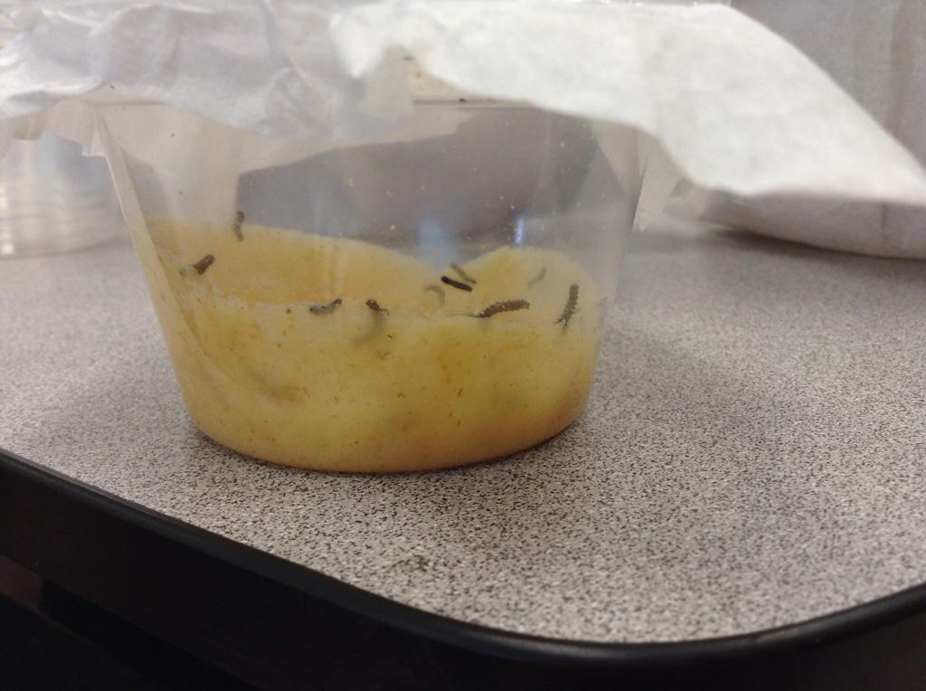 JenLoveday's tweet photo. The kids are excited about our Painted Lady Caterpillars Larvae @WCPSBulldogs @Handsorevans4 @MrsLeachyPeachy http://t.co/2p7AMg7nYY
