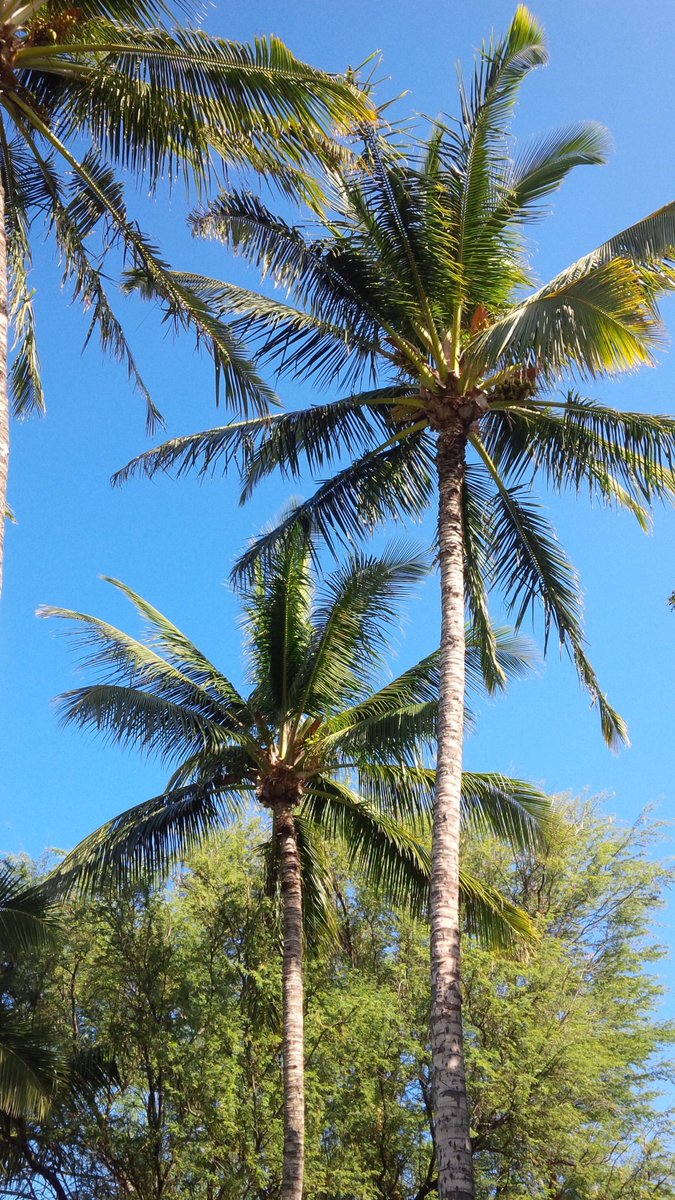 AlohaSelf's tweet photo. 暖かい挨拶、すべての私達の新しい友人に。 http://t.co/1b6ZdN9ytE