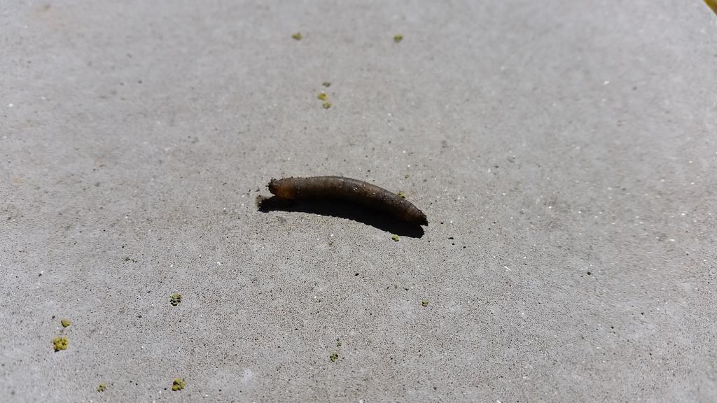 lawncarerob's tweet photo. Loads of Leatherjackets in #Formby lawns this year due to the mild winter. http://t.co/gpLXOw6ziW