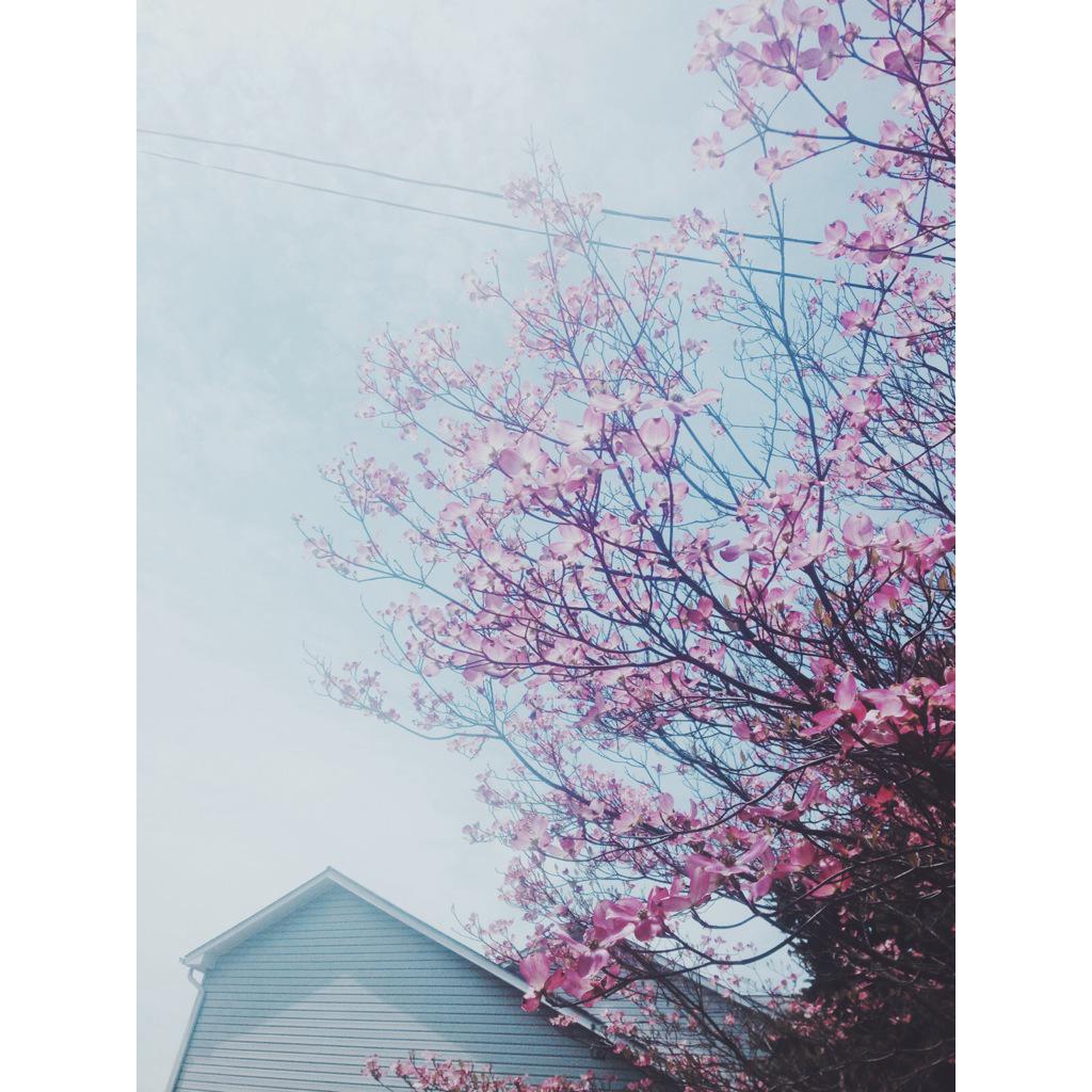 posimilkshake's tweet photo. spring is so beautiful 🍃🌸 http://t.co/XDHq33OqO2