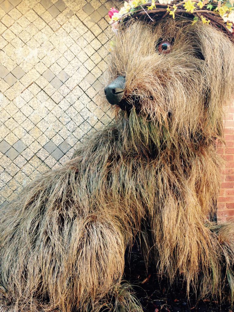rhinorenata's tweet photo. Woof! #atlantabotanical #gardens #grassydog http://t.co/pDeghXNNnd