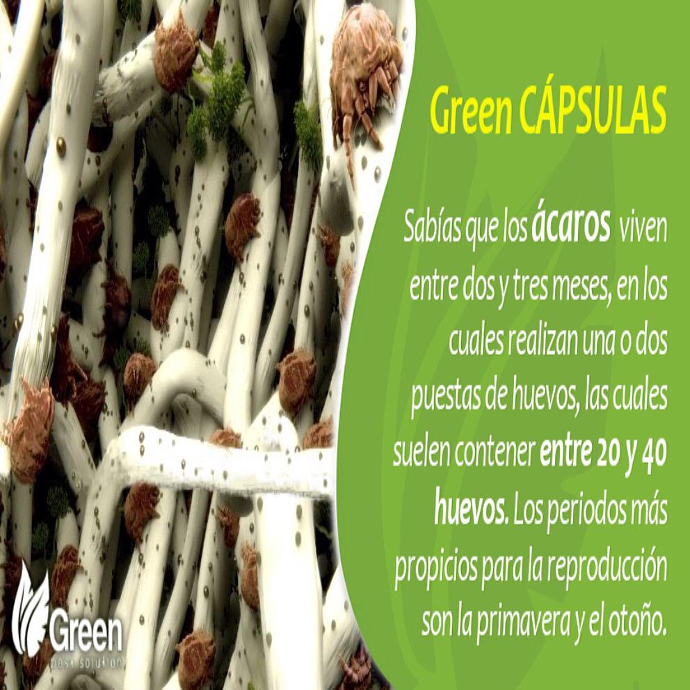 Greenpestrd's tweet photo. #CápsulasInformativas #GreenPestSolution #Ácaros #SantoDomingo #Santiago http://t.co/zIQhE8ZN5N
