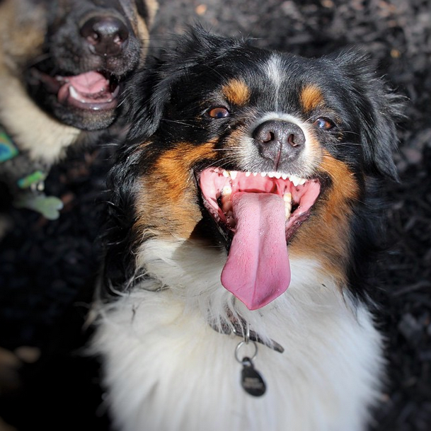 barkbox's tweet photo. "I REGRET EVERYTHING!" #FirstRollercoasterRide

via http://t.co/DB8gBOD5uj http://t.co/SBjmIHoDQz