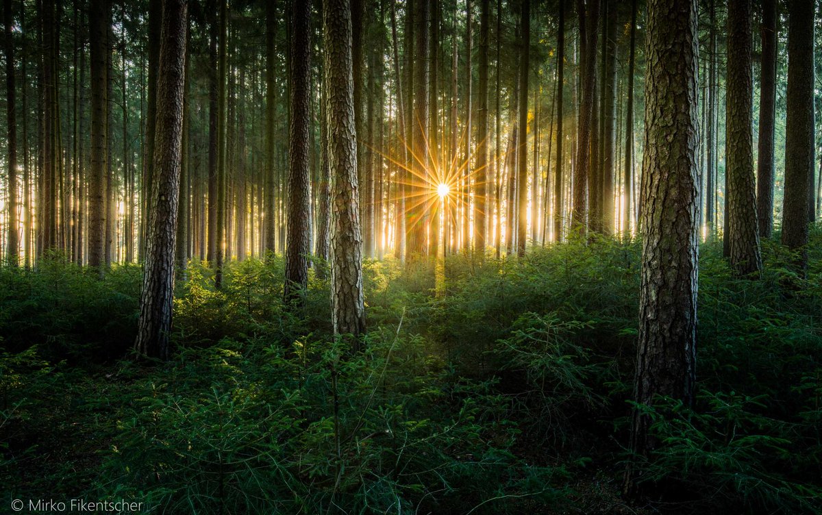 Лес солнце и звезды. Свет в лесу. "Солнце в лесу". Лучи солнца в лесу. Лес вечером.