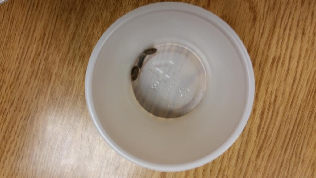 FranklinCoFFA's tweet photo. ALS Animal Science Animal Behavior lab with pillbugs #ALSanimals #AgEdFCHS http://t.co/VzkX5DXpWx