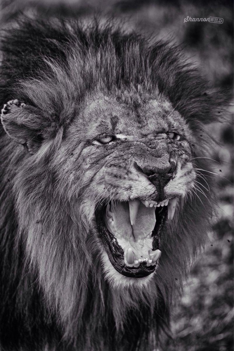 shannon__wild's tweet photo. Visit http://t.co/TGyrkzwN8I for full size images and print options.

S... http://t.co/SMn3p44vG6 http://t.co/f6sjsGe5yd